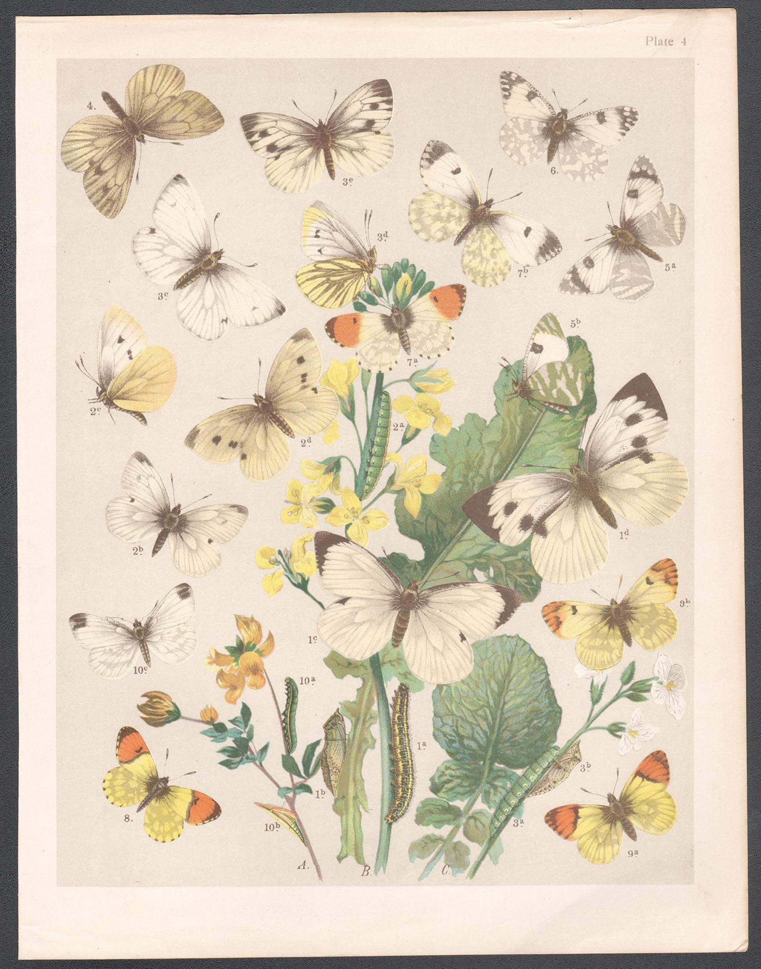 Butterflies, English antique natural history Lepidoptera chromolithograph print - Print by Unknown