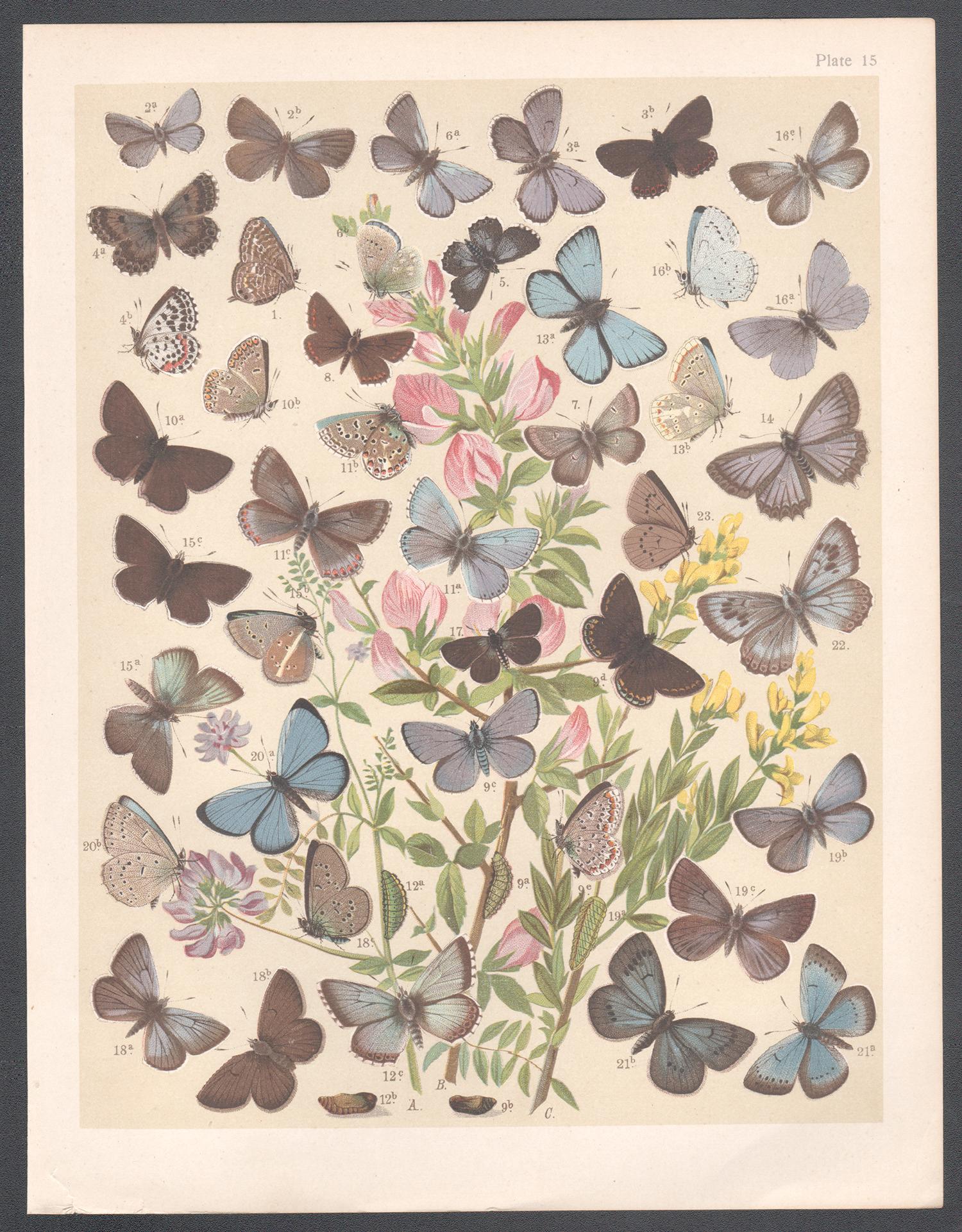 Butterflies, English antique natural history Lepidoptera chromolithograph print - Print by Unknown