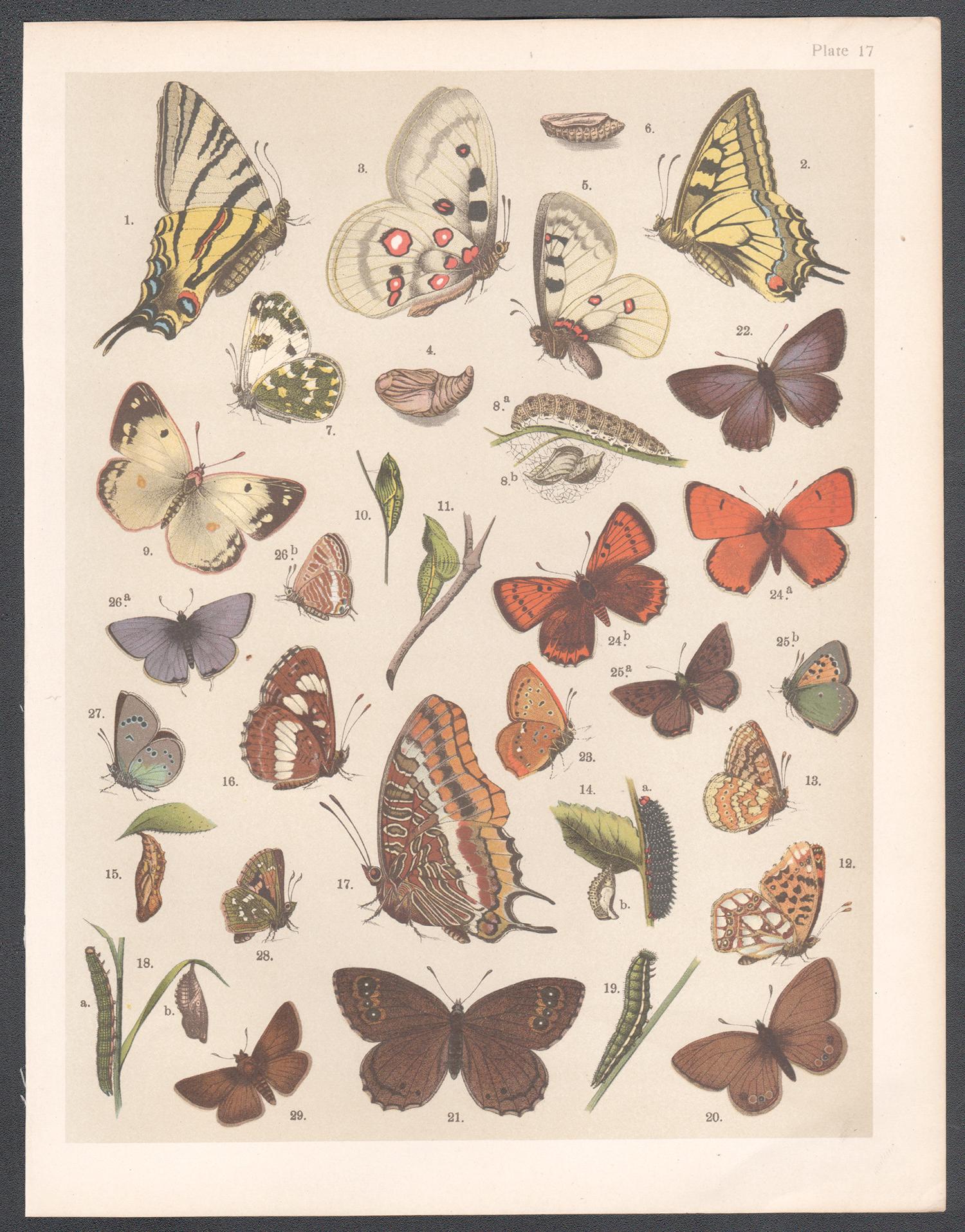 Papillons, gravure chromolithographie Lepidoptera d'histoire naturelle anglaise d'antiquités - Print de Unknown