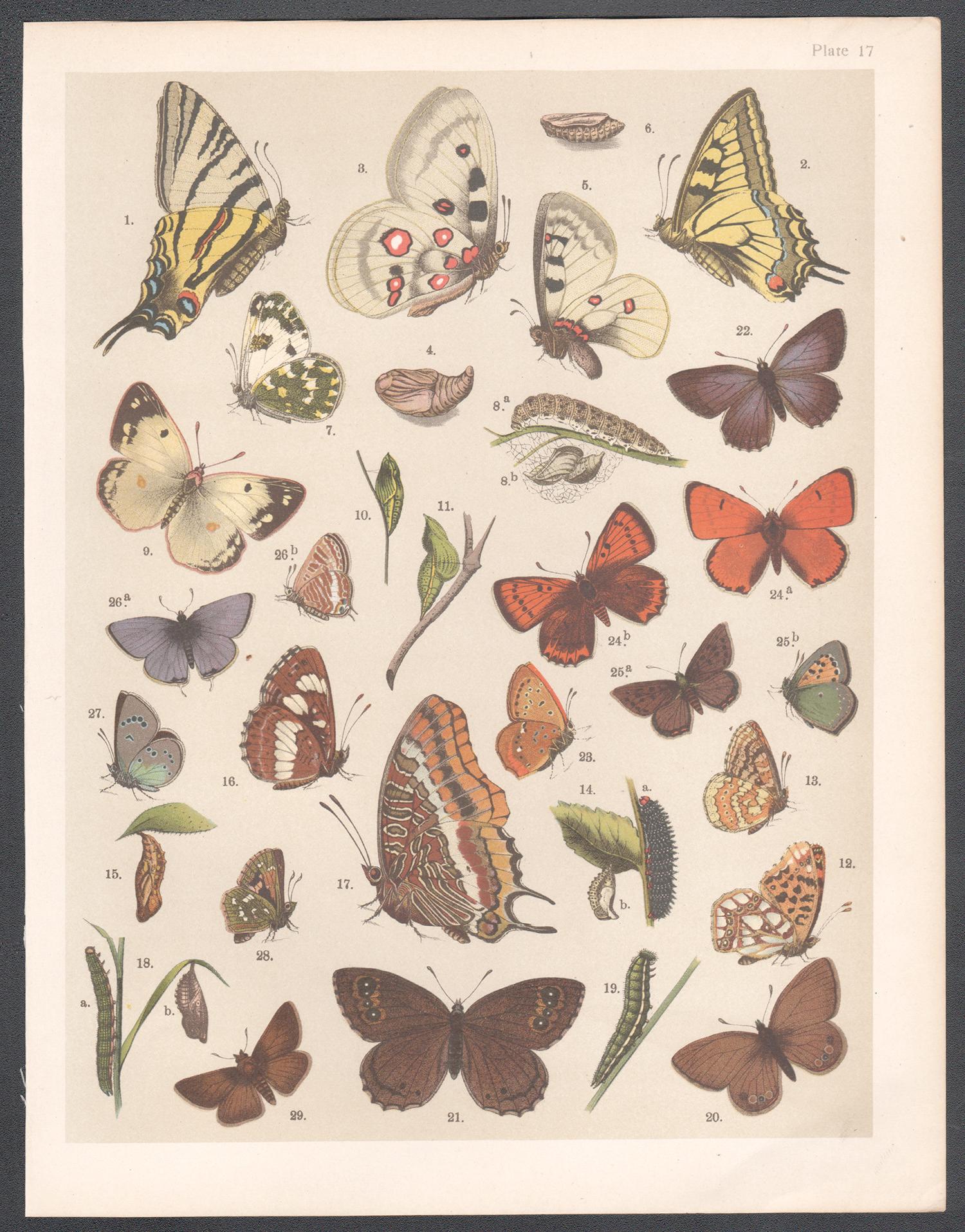 Mariposas, historia natural antigua inglesa Lepidoptera impresión cromolitográfica - Print de Unknown