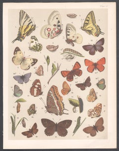 Butterflies, English antique natural history Lepidoptera chromolithograph print