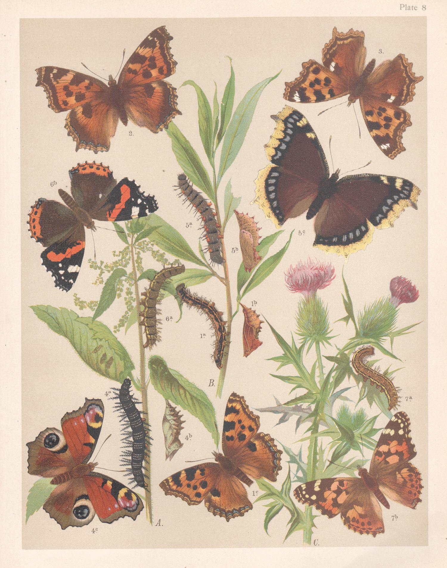 Animal Print de Unknown - Mariposas, historia natural antigua inglesa Lepidoptera impresión cromolitográfica