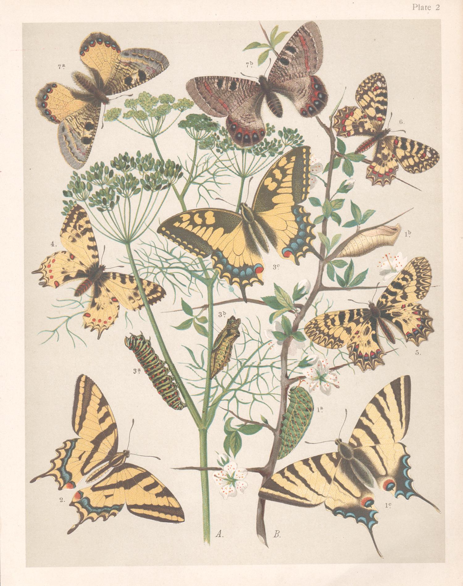 Butterflies, English antique natural history Lepidoptera chromolithograph print