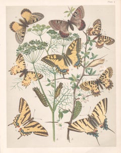 Papillons, gravure chromolithographie Lepidoptera d'histoire naturelle anglaise d'antiquités