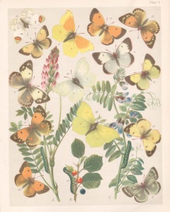 Butterflies, English antique natural history Lepidoptera chromolithograph print