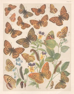 Butterflies, English Antique natural history Lepidoptera chromolithograph print