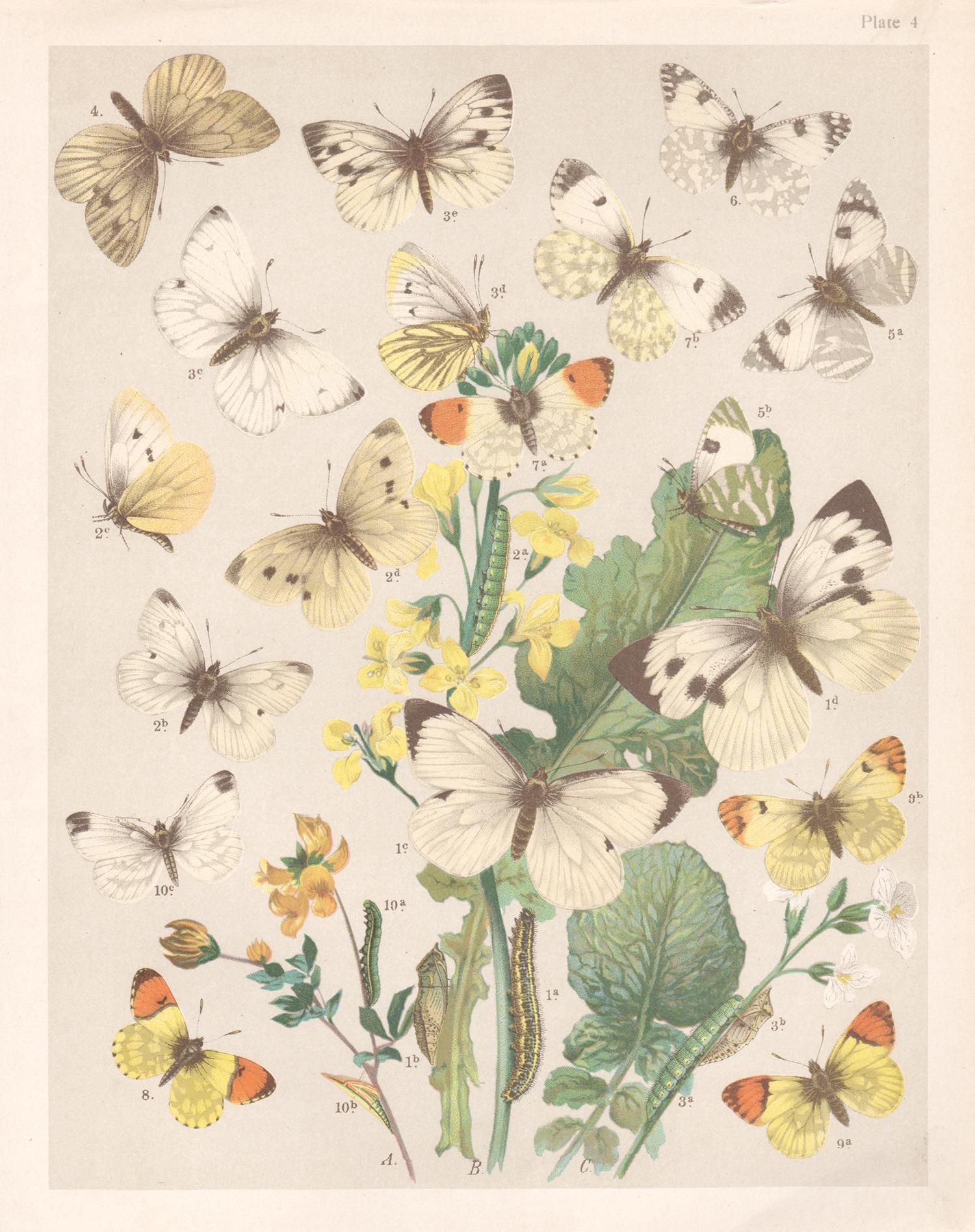 Animal Print Unknown - Papillons, gravure chromolithographie Lepidoptera d'histoire naturelle anglaise d'antiquités