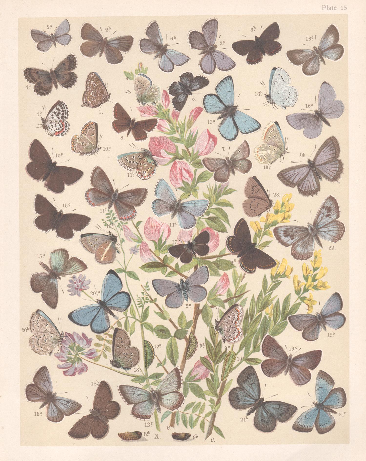 Unknown Animal Print - Butterflies, English antique natural history Lepidoptera chromolithograph print