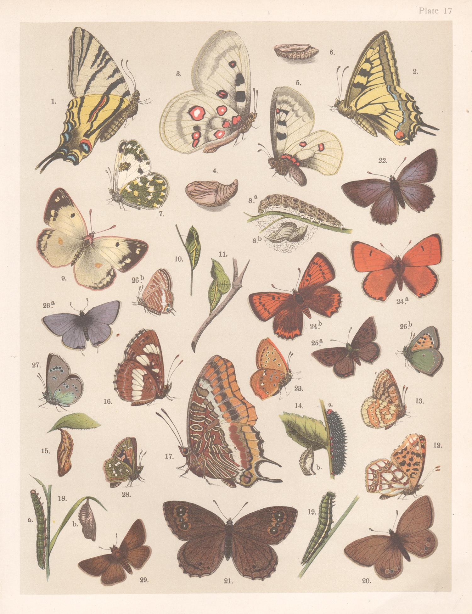 Animal Print Unknown - Papillons, gravure chromolithographie Lepidoptera d'histoire naturelle anglaise d'antiquités