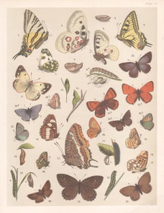 Butterflies, English natural history chromolithograph, circa 1900
