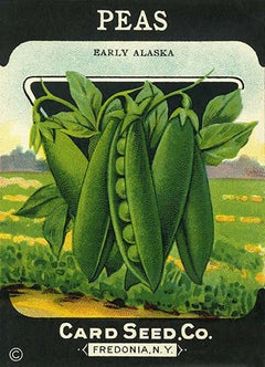 c.1900 Seed Packet - 12