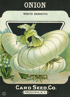 c.1900 Seed Packet - 15
