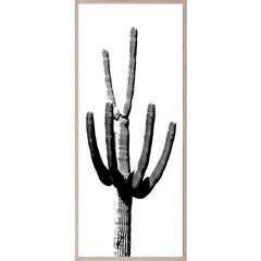 Cactus Panel No. 3, giclee print, acrylic box, framed
