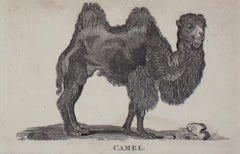 Camel Antique Print