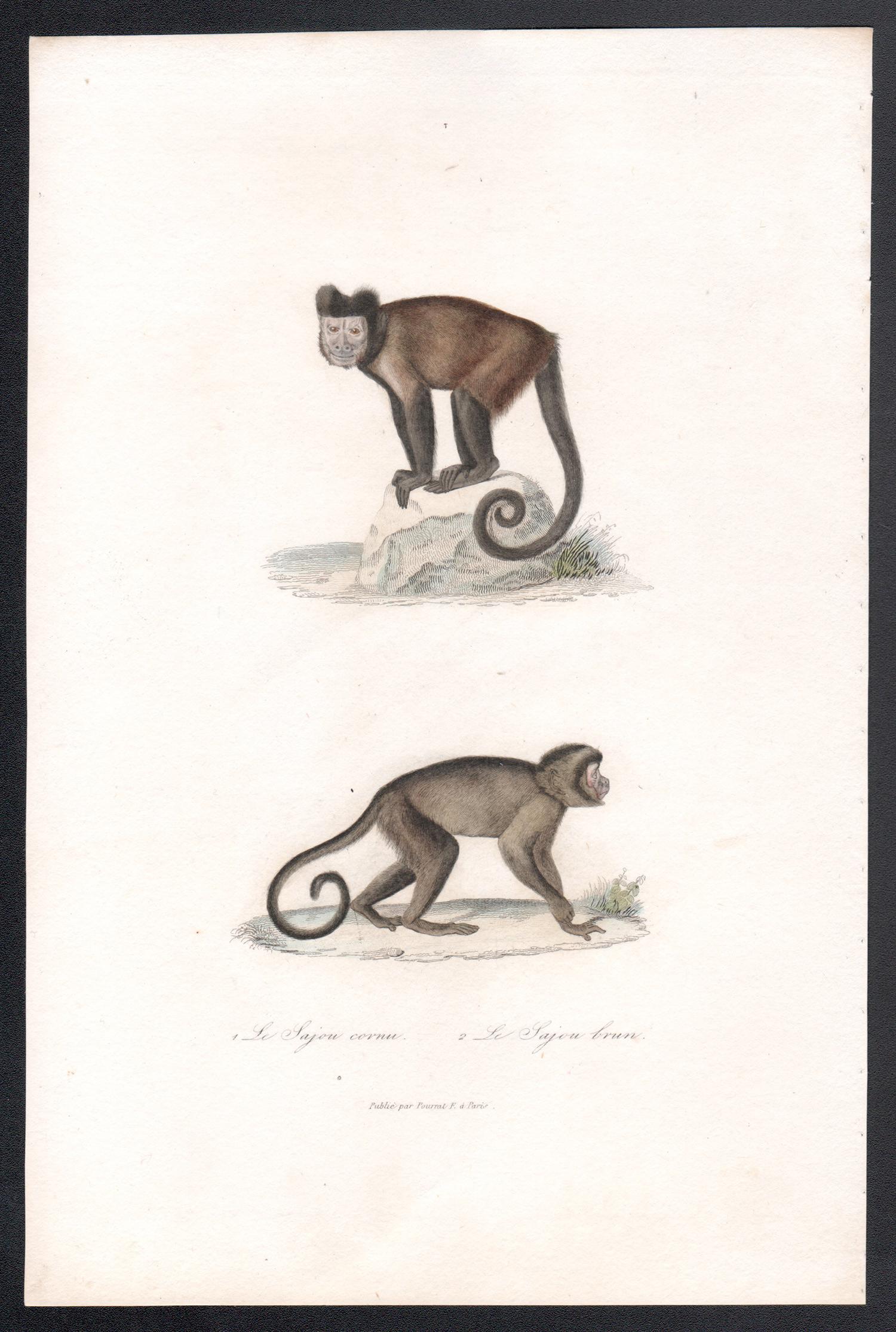 Capuchins, mid 19th French century animal engraving - Print by Unknown