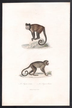 Capuchins, mid 19th French century animal engraving