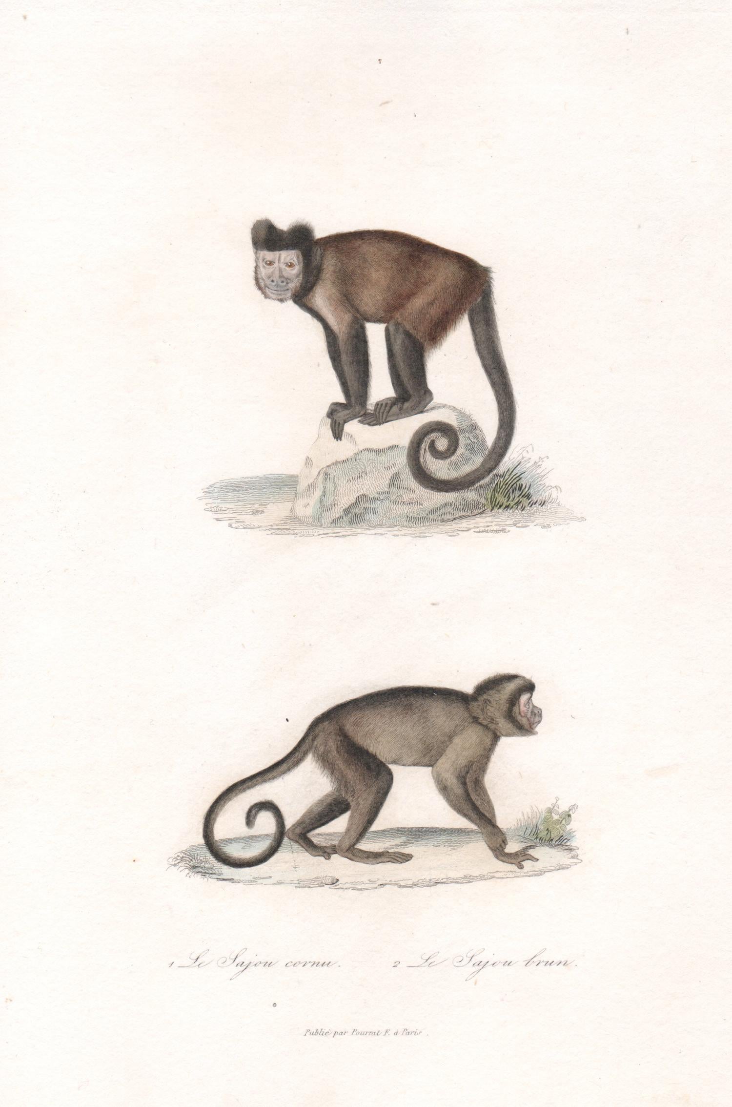 Unknown Animal Print - Capuchins, mid 19th French century animal engraving
