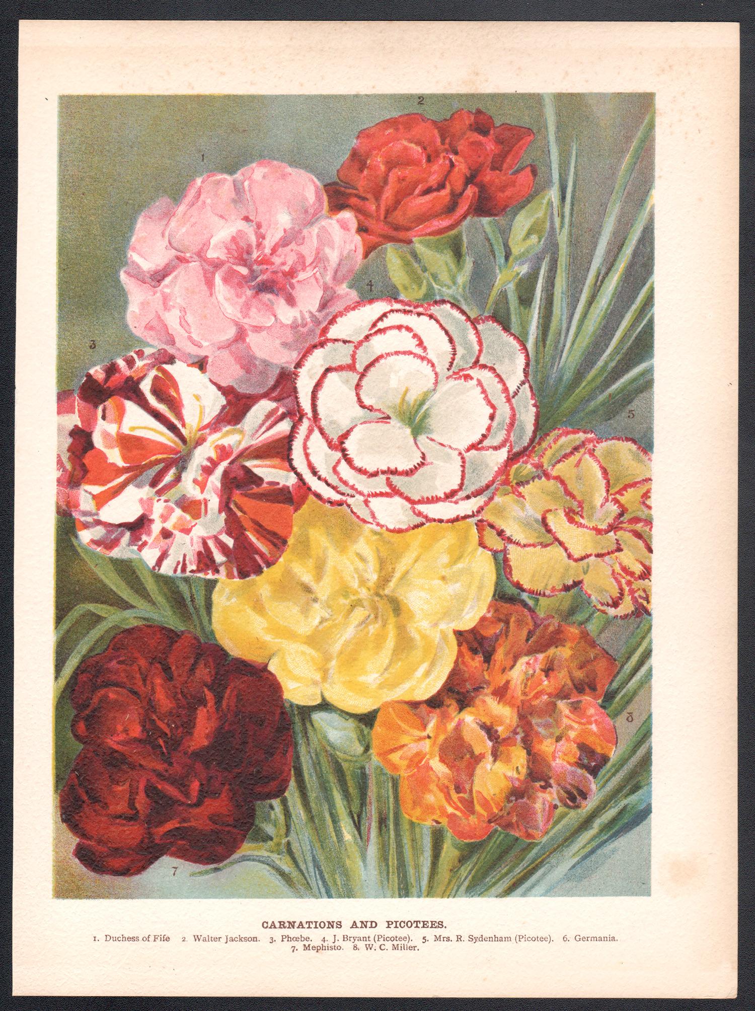 Claveles y Picotees, cromolitografía botánica de flores antiguas inglesas, 1896 - Print de Unknown