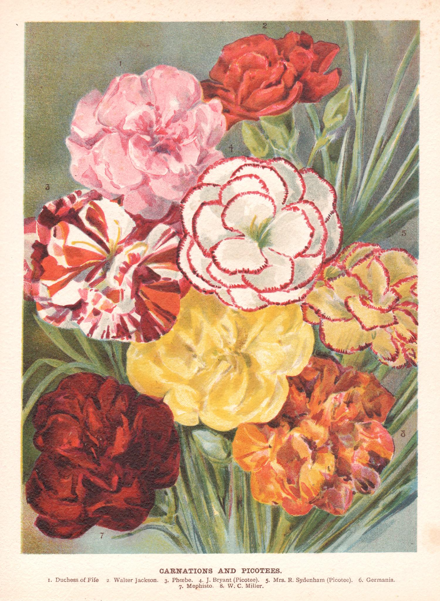 Print de Unknown - Claveles y Picotees, cromolitografía botánica de flores antiguas inglesas, 1896