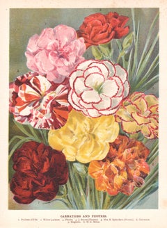 Carnations and Picotees, English antique flower botanical chromolithograph, 1896