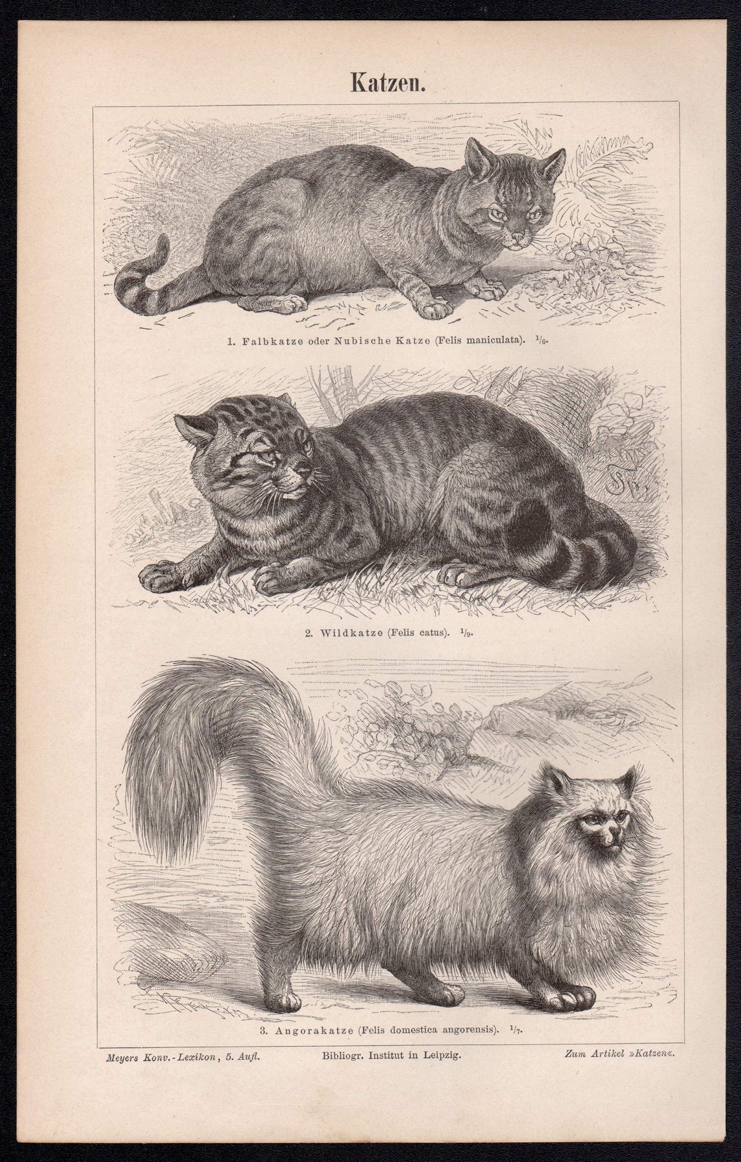 Gatti, stampa antica di animali tedeschi - Print di Unknown