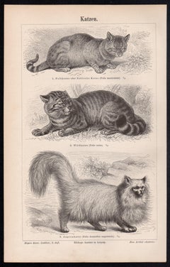 Des chats, gravure ancienne d'animaux allemands