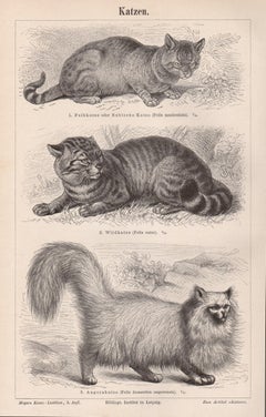 Gatti, stampa antica di animali tedeschi