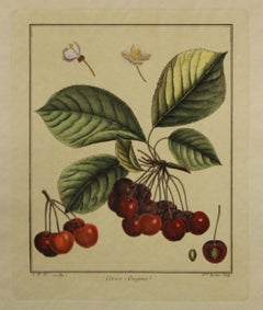 Cerise-Guigne-Impresión botánica