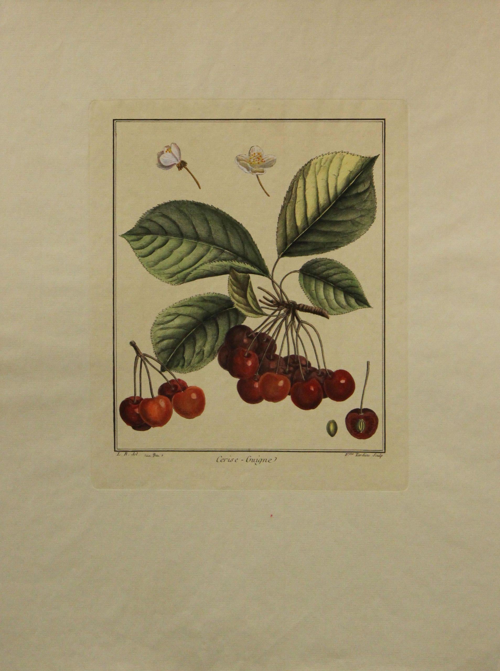 Unknown Still-Life Print - Cerise-Guigne-Botanical Print