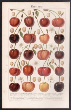 Cherries, German antique botanical fruit chromolithograph print