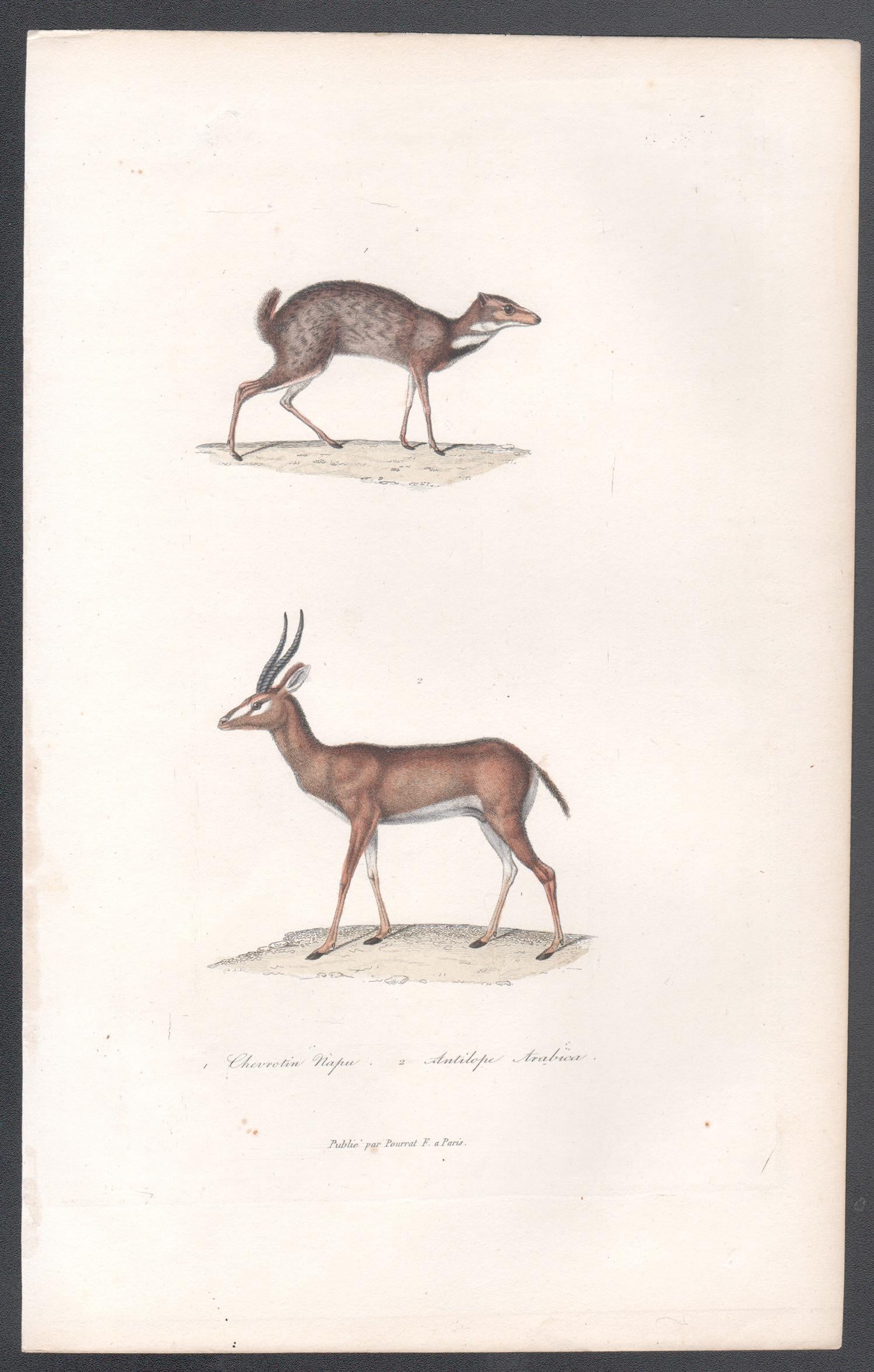 Tierstiche von Chevrotain und Araber Antelope, Tiergravur aus der Mitte des 19. Jahrhunderts – Print von Unknown