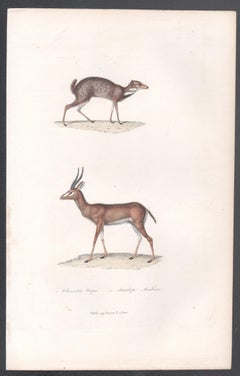 Chevrotain and Arab Antelope, mid 19th French century animal engraving