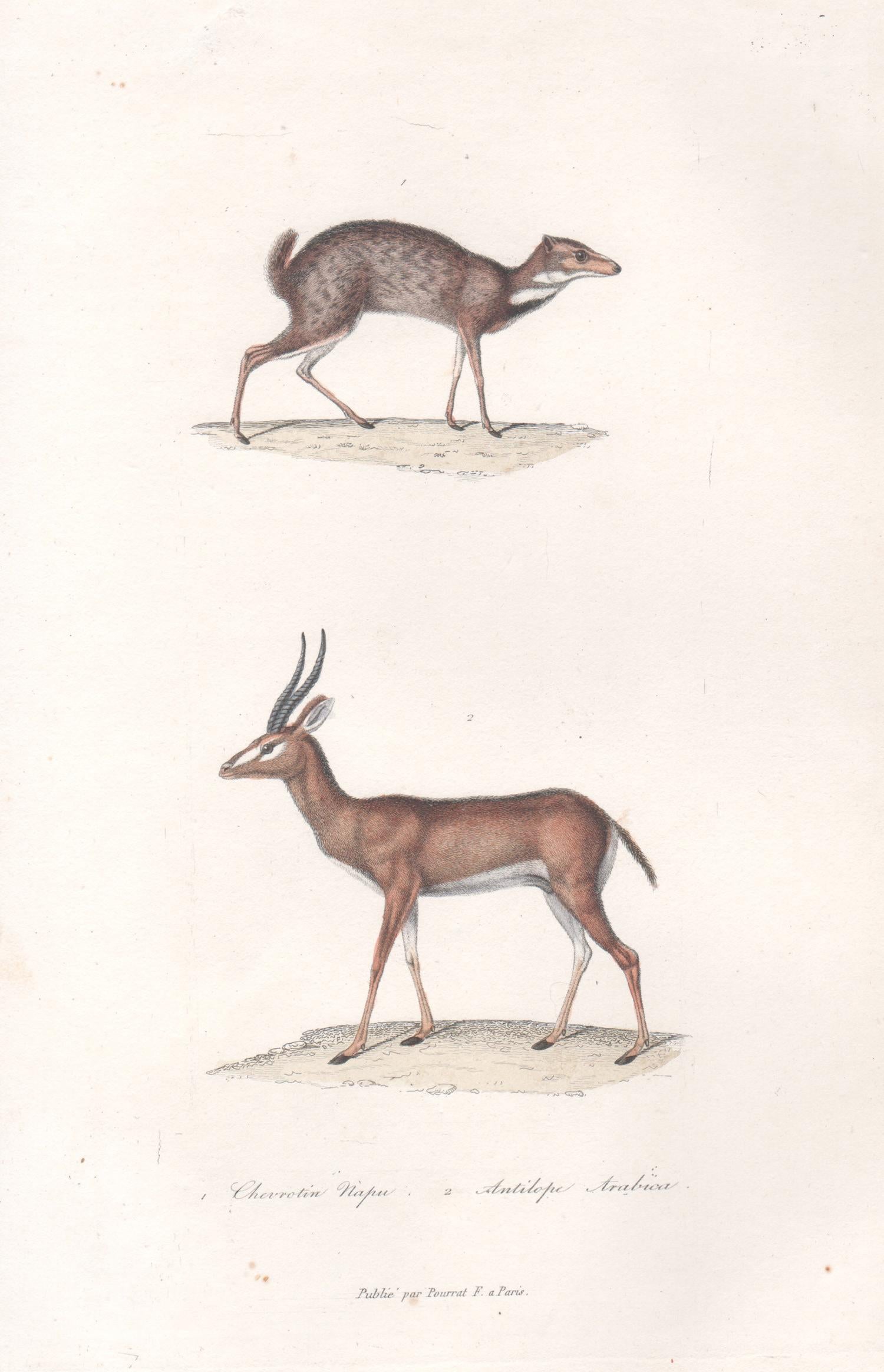 Chevrotain et antilope arabe, milieu du 19e siècle français gravure animalière