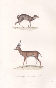 Antique Chevrotain and Arab Antelope, mid 19th French century animal engraving