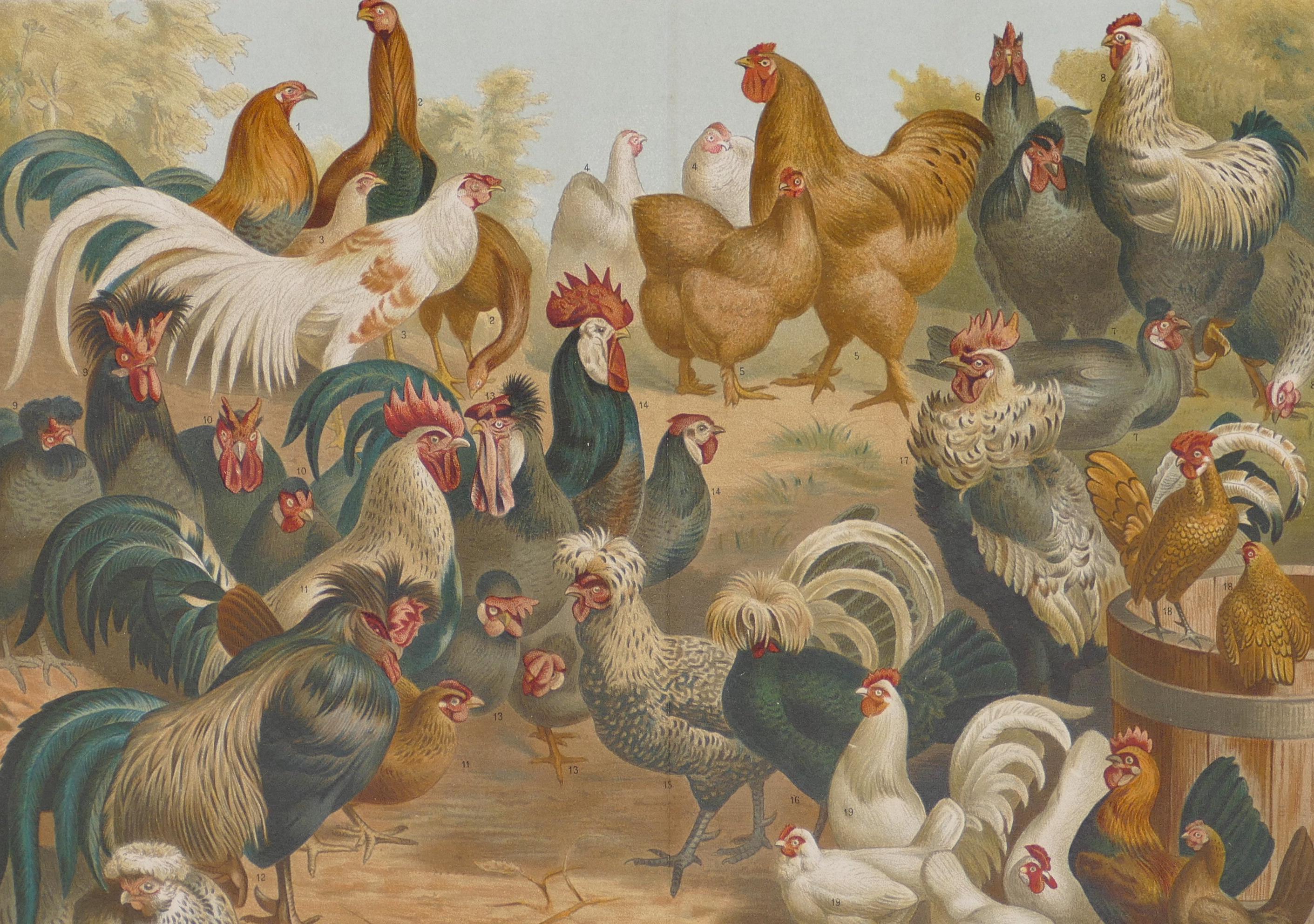 Chicken and Hens - Original Lithograph - Late 19th Century - Print by Unknown