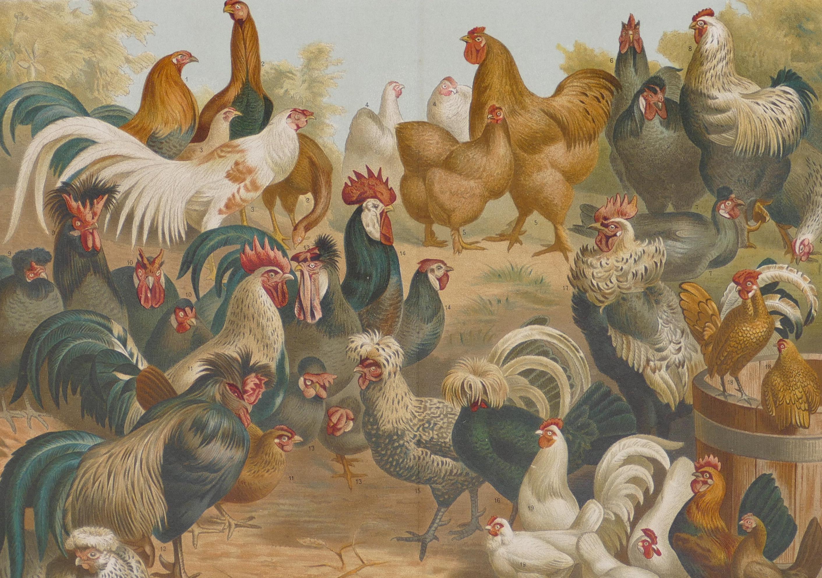 Poulets et poules - Lithographie originale - Fin du 19ème siècle - Print de Unknown