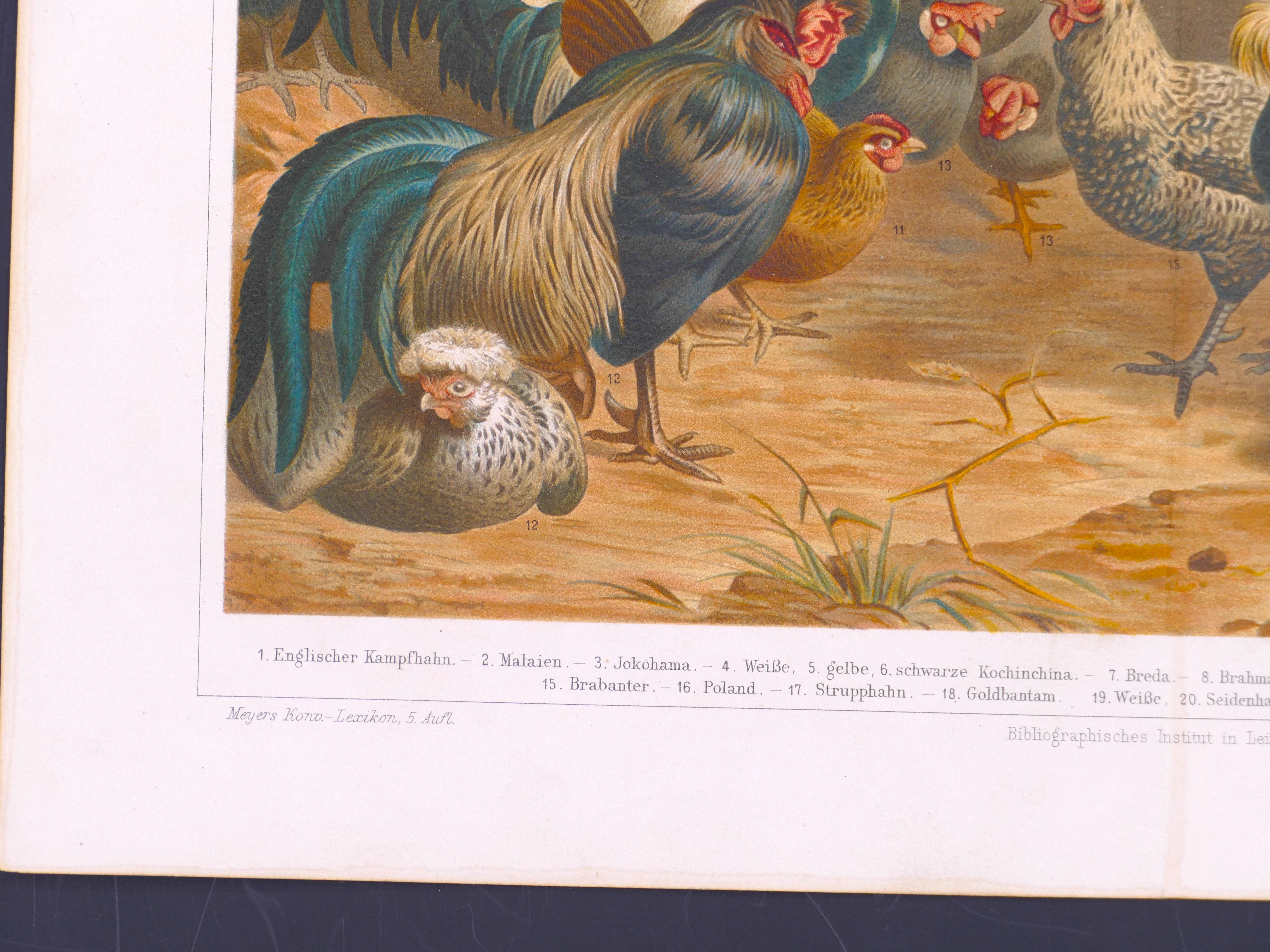 poule originale