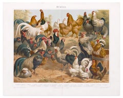 Poulets et poules - Lithographie originale - Fin du 19ème siècle