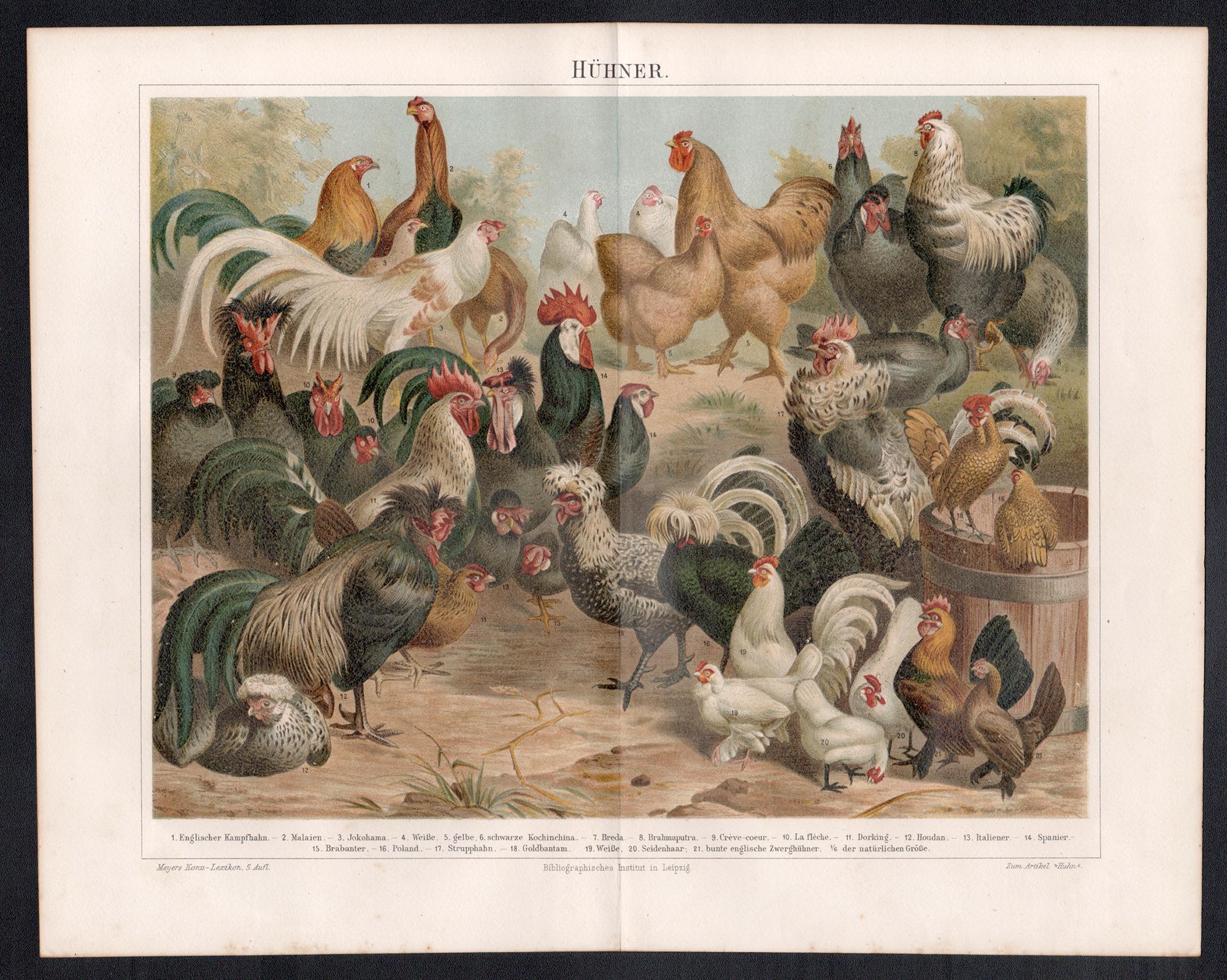 Chickens, Deutscher Chromolithographiedruck mit Vogelmotiven aus der antiken Naturgeschichte – Print von Unknown
