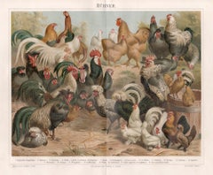 Chickens, Deutscher Chromolithographiedruck mit Vogelmotiven aus der antiken Naturgeschichte