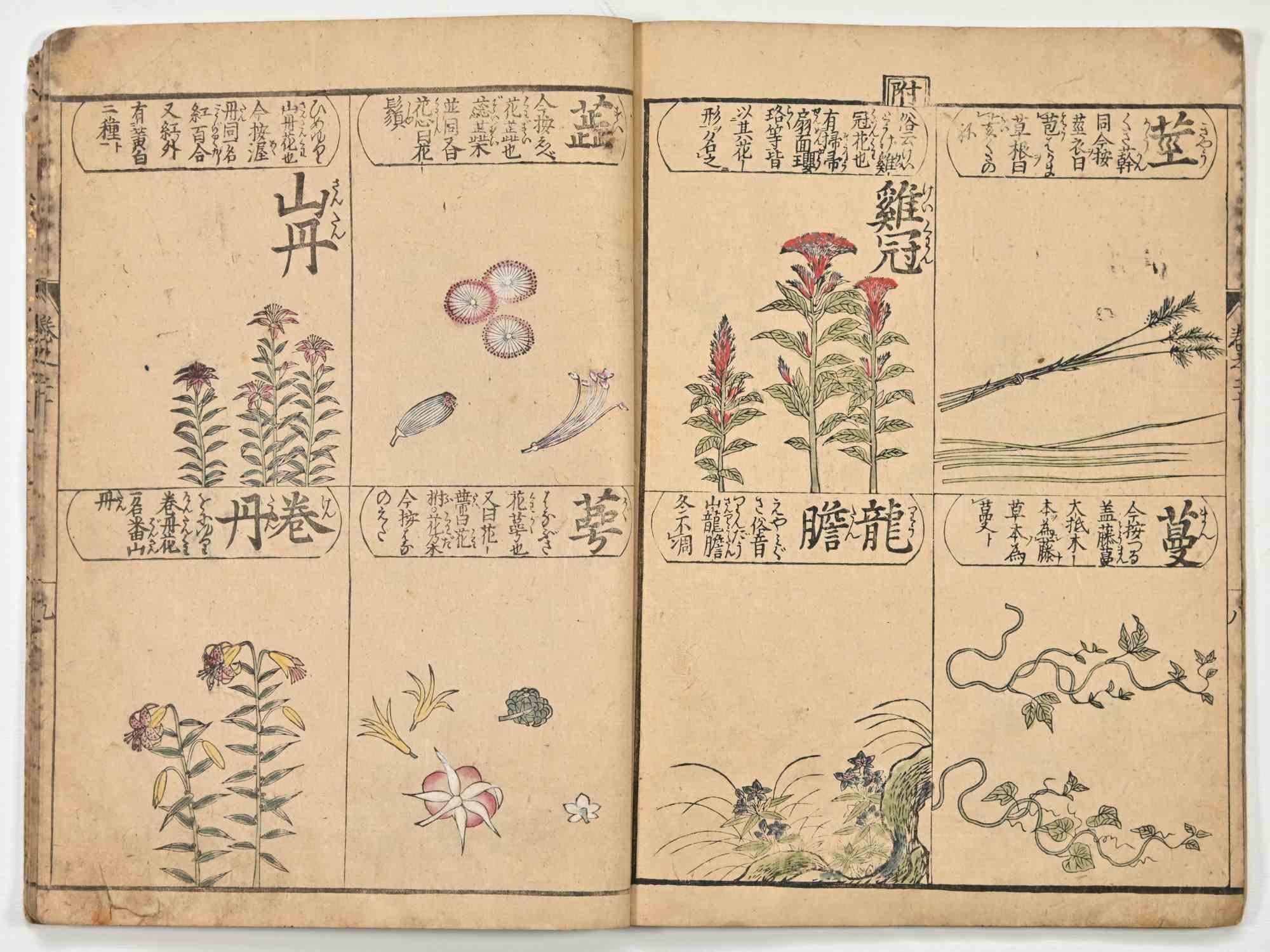 Chinese Herbal Book - Rare Illustrated Book - 19th century - Print by Unknown