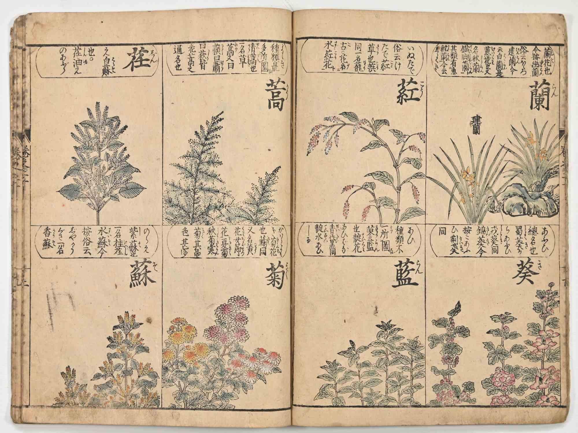 Chinese Herbal Book - Rare Illustrated Book - 19th century - Modern Print by Unknown