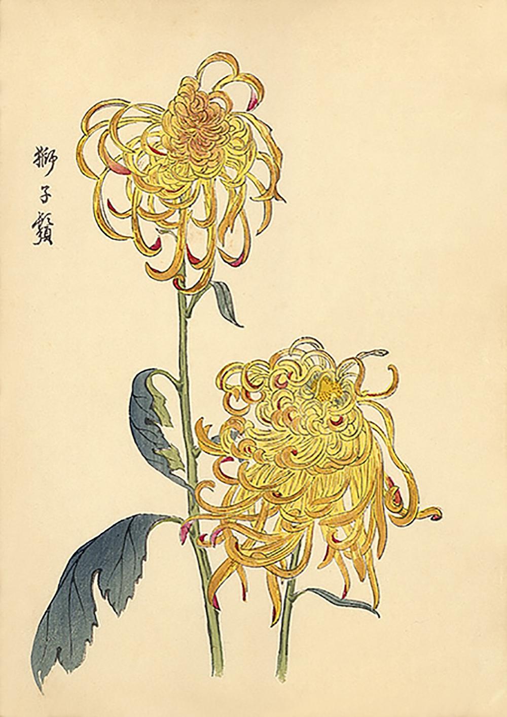 Unknown Still-Life Print - Chrysanthemum Woodblock Print - 1