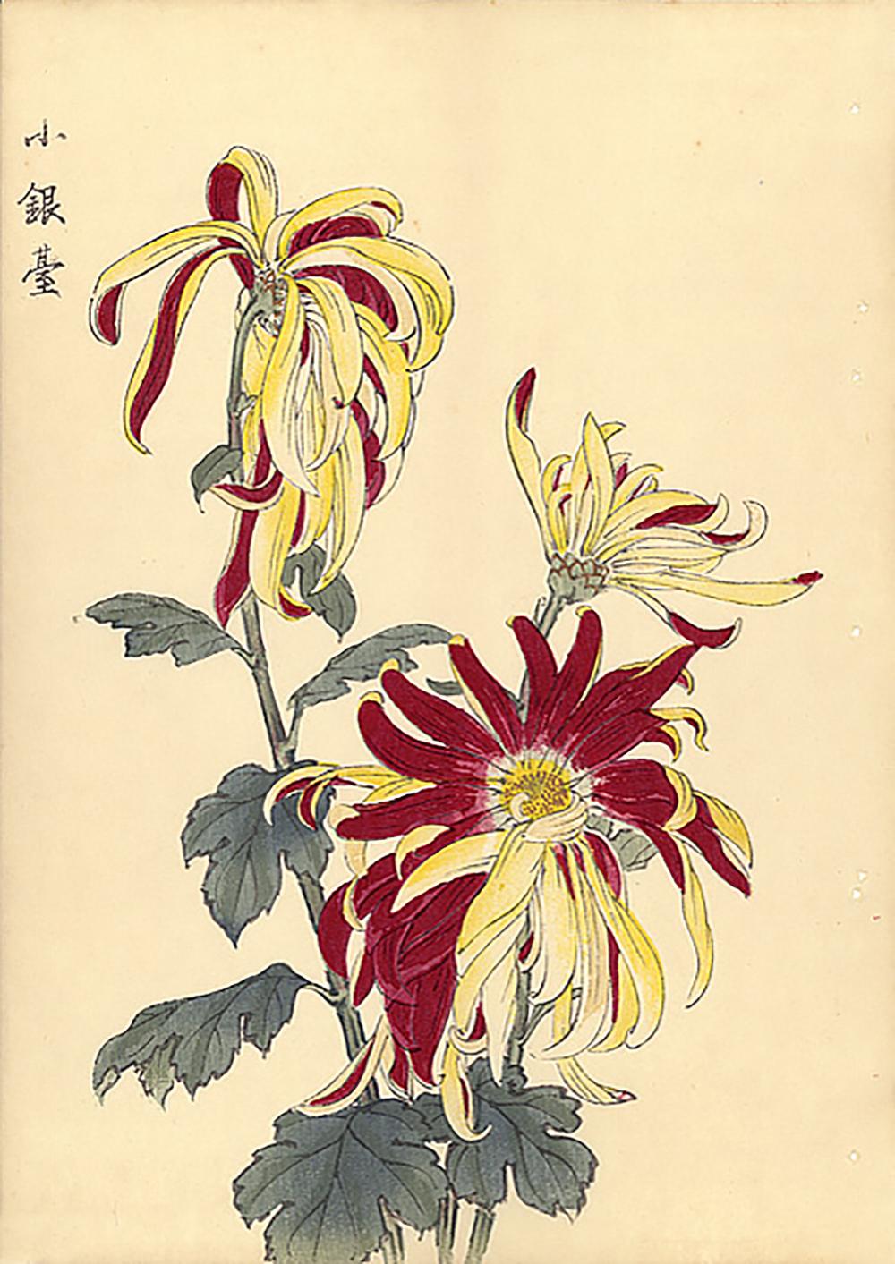 Unknown Landscape Print - Chrysanthemum Woodblock Print - 10