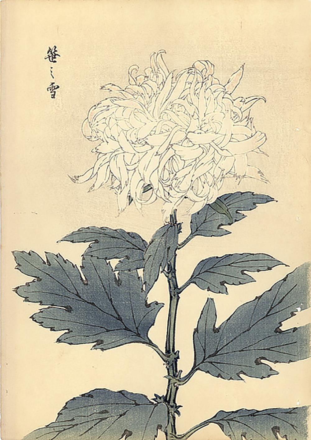Unknown Landscape Print - Chrysanthemum Woodblock Print - 13