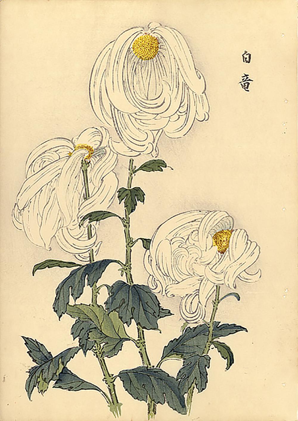 Unknown Landscape Print - Chrysanthemum Woodblock Print - 14