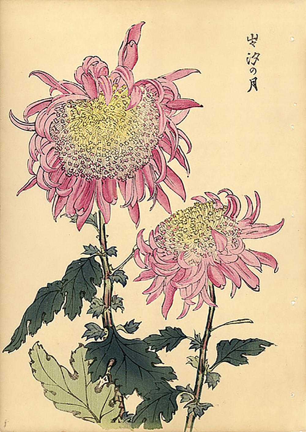 Unknown Landscape Print - Chrysanthemum Woodblock Print - 16
