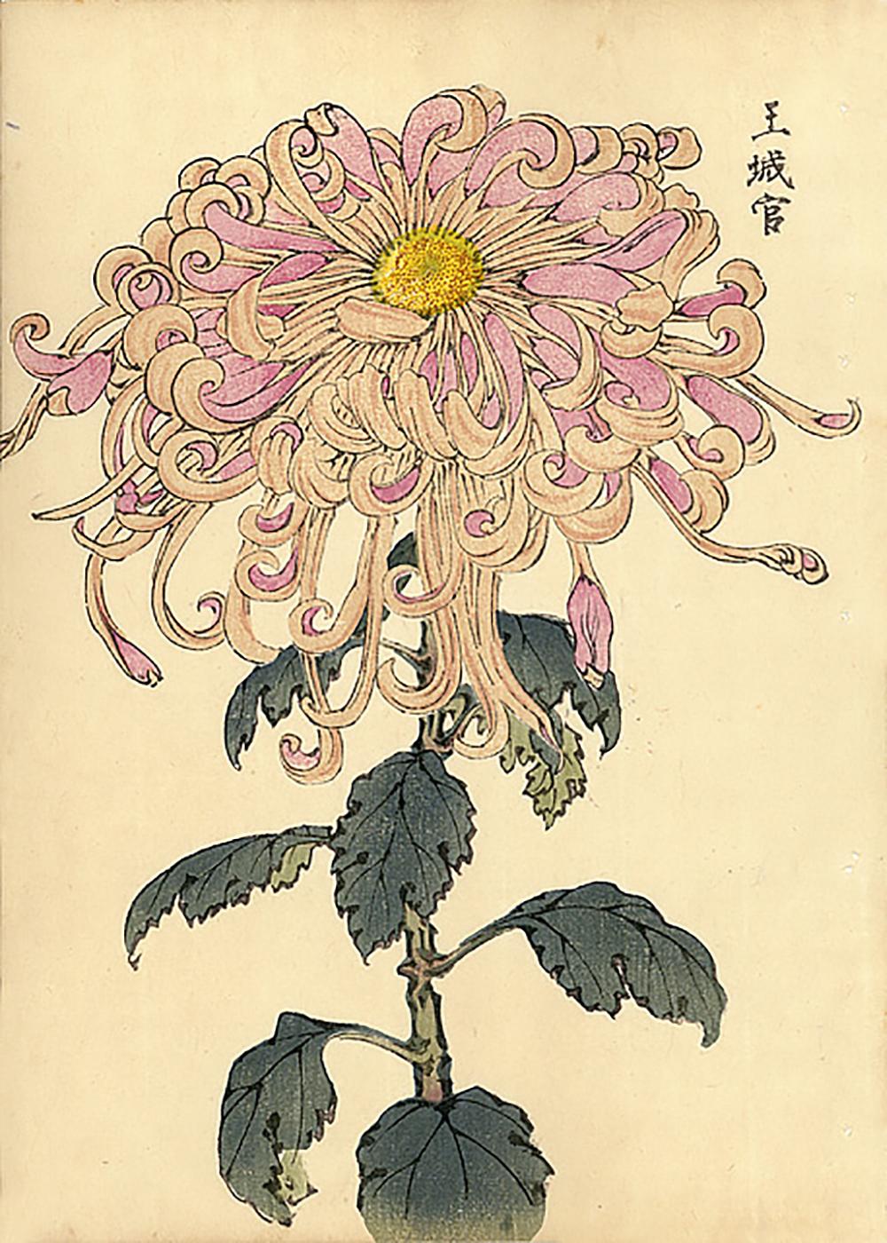 Unknown Landscape Print - Chrysanthemum Woodblock Print - 18
