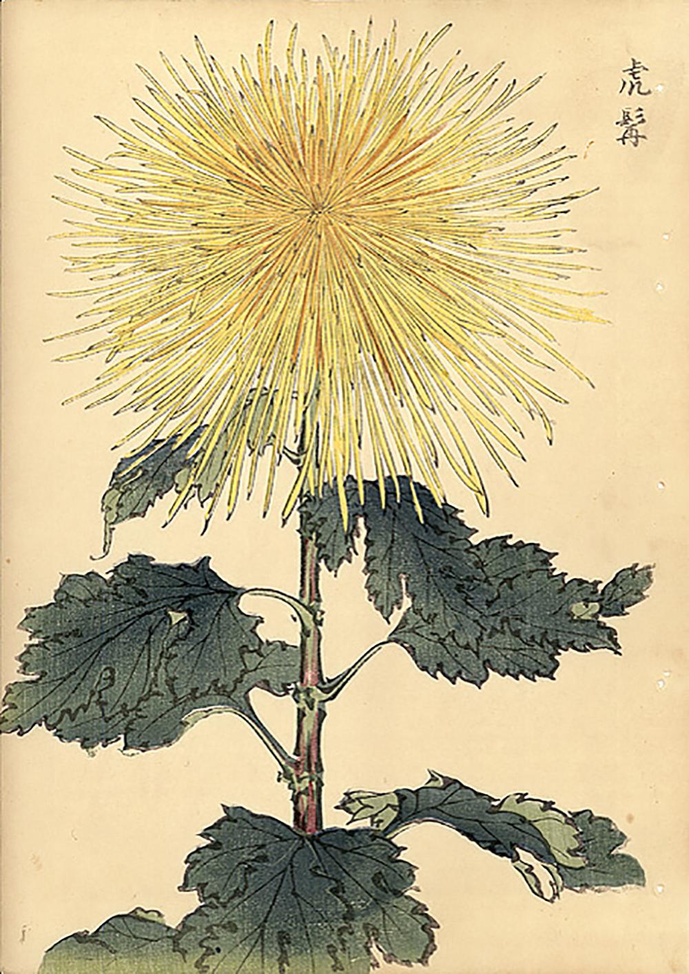 Unknown Still-Life Print - Chrysanthemum Woodblock Print - 19