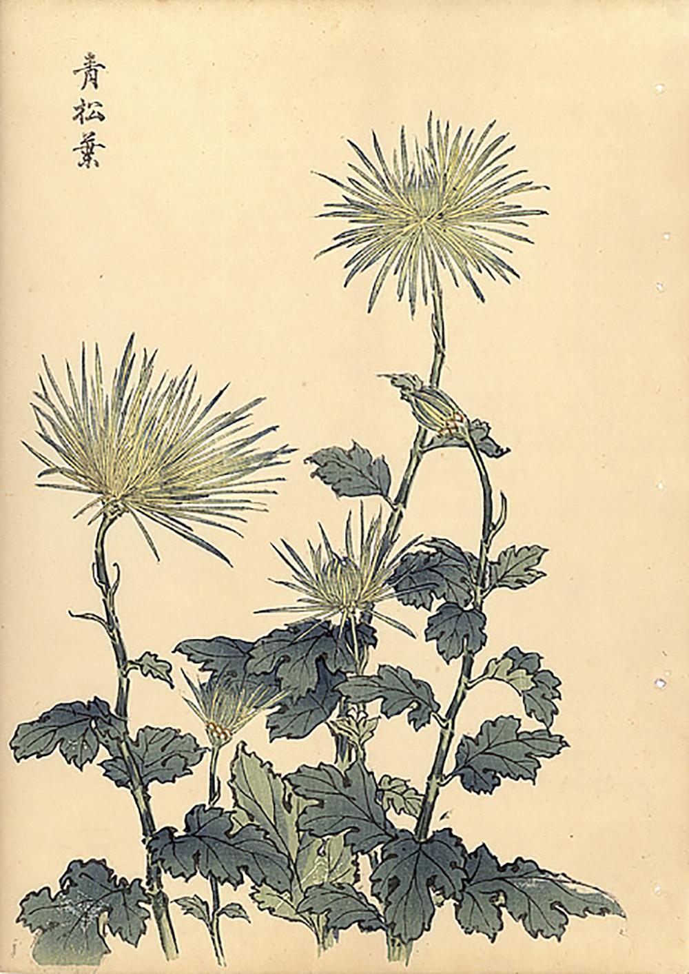 Unknown Landscape Print - Chrysanthemum Woodblock Print - 20